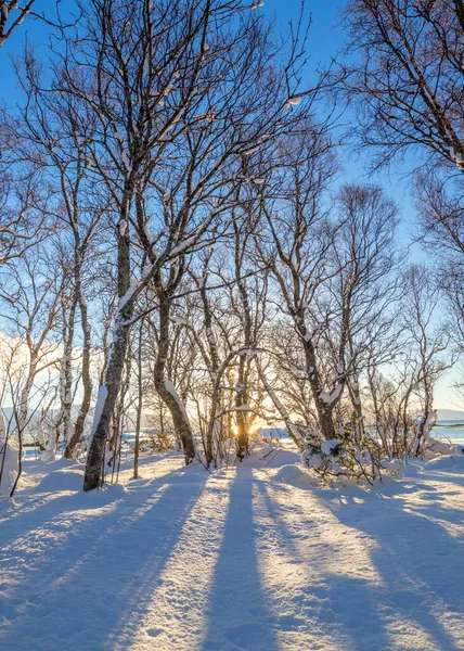 Пейзаж Зимнего Лесопарка Нетронутый Снег Ранним Солнечным Утром Длинные Синие — стоковое фото