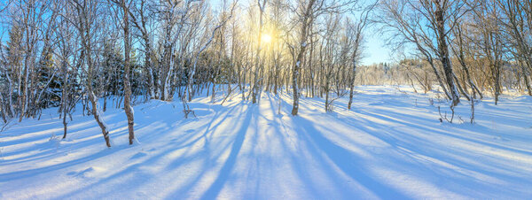 Winter sunny panoramic landscape - snowy forest and real sun. The untouched snow sparkles. Trees cast long shadows in the snow. Wonderful winter holiday in nature. Panoramic