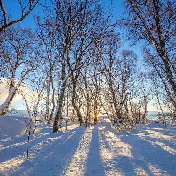 Пейзаж Зимнего Парка Нетронутый Снег Ранним Солнечным Утром Длинные Синие — стоковое фото
