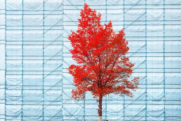 建設中 変化と改善 更新と保存 木は成長と発展の象徴です コンセプトWebバナーの背景 — ストック写真