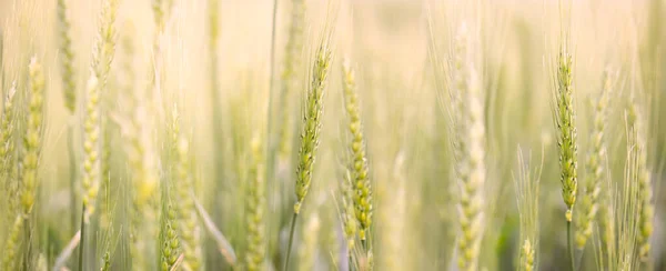 Close Background Growing Wheat Field Soft Focus Spikelets Crop Panoramic — Stock Photo, Image