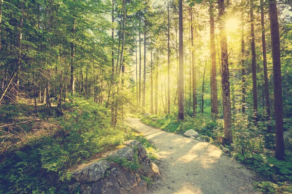 Camino Vacío Través Del Bosque Con Sol Real Hermosa Mañana — Foto de Stock