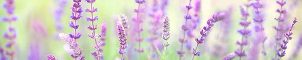 Natural Floral Background Summer Wild Flowers Nature Panoramic View Macro — Stockfoto