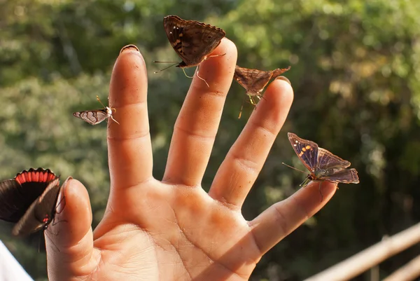 Papillons à la main — Photo