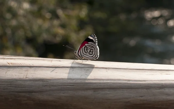 Schmetterling — Stockfoto