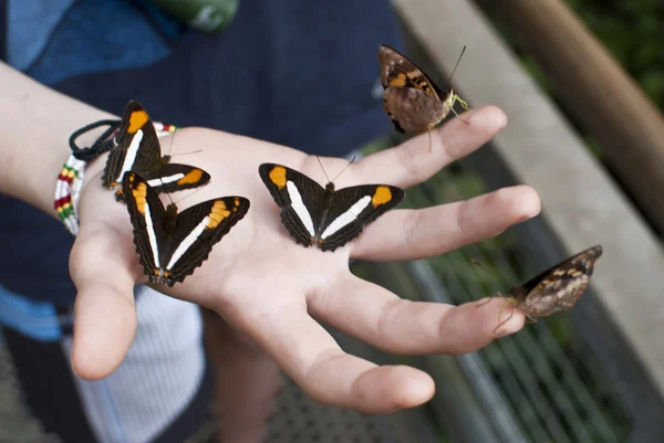 Papillons à la main — Photo