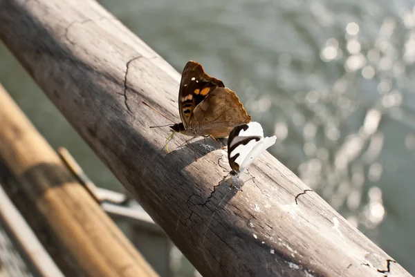 Borboleta — Fotografia de Stock