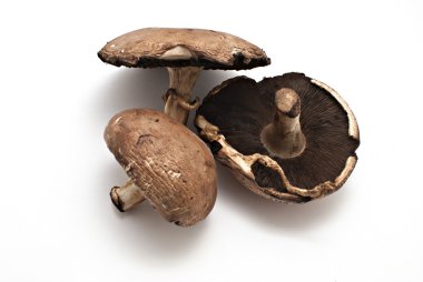 Portobello mantarları