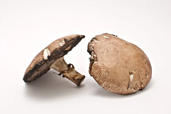 Portobello funghi — Foto Stock