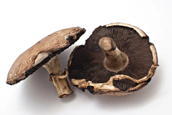 Portobello fungi — Stock Photo, Image