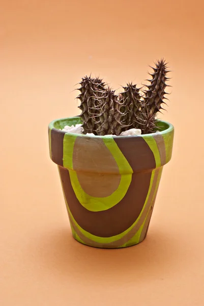 Kaktus w doniczkach — Zdjęcie stockowe