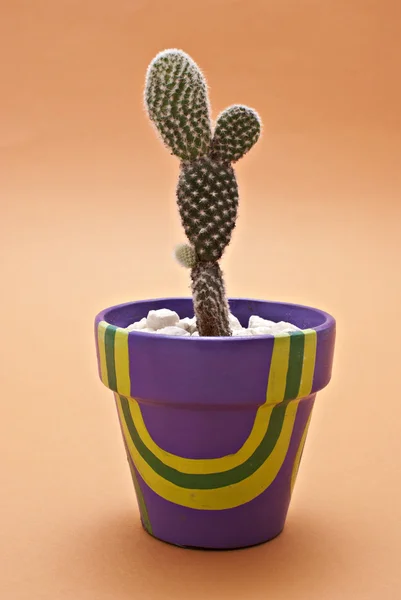 Cactus en macetas — Foto de Stock