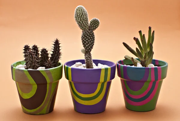 Cactus in pots — Stock Photo, Image