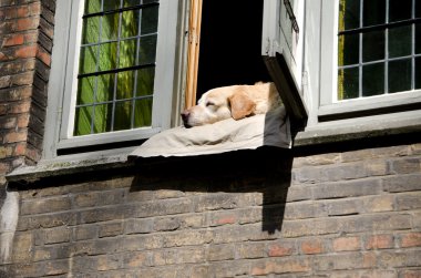 pencerede uyuyan köpeği