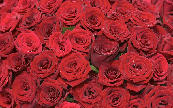 多くの赤いバラ — ストック写真