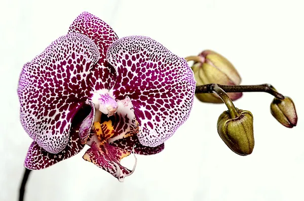 Růžová orchidej na bílém pozadí Royalty Free Stock Fotografie