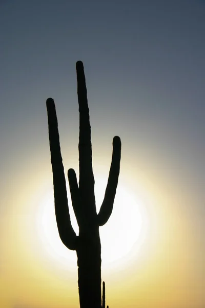 Saguaro & Sonne — Stockfoto