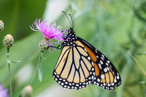 Butterfly — Stock Photo, Image