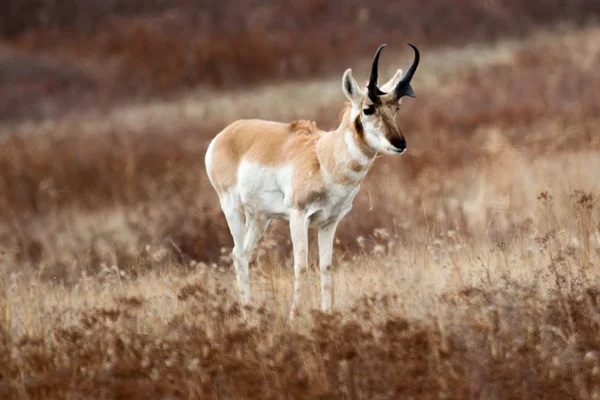 Antilope — Stockfoto