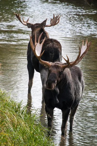 Moose — Stockfoto