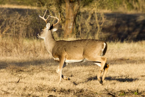 Cola blanca Buck — Foto de Stock