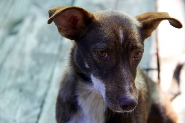 Şirin köpek.