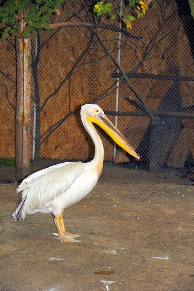 Pelican — Stock Photo, Image