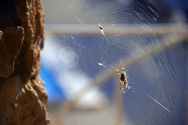 Spider — Stock Photo, Image