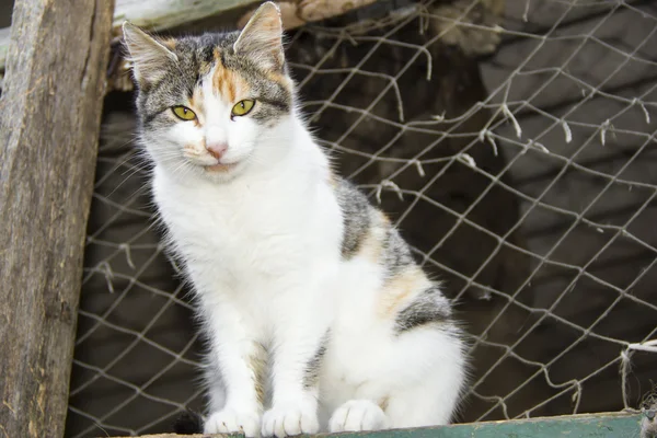 Katt med gule øyne – stockfoto