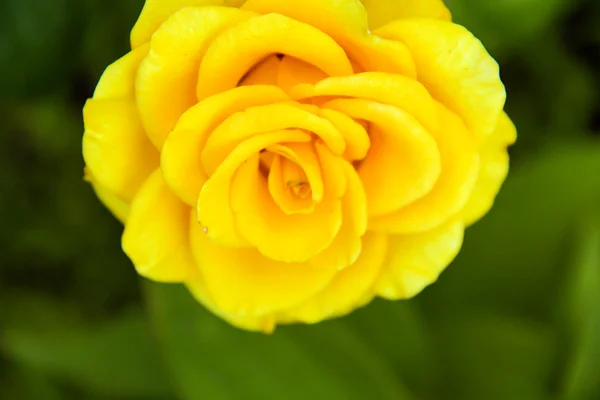 Yellow rosa Stock Photo