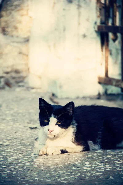 Gatto bianco e nero — Foto Stock