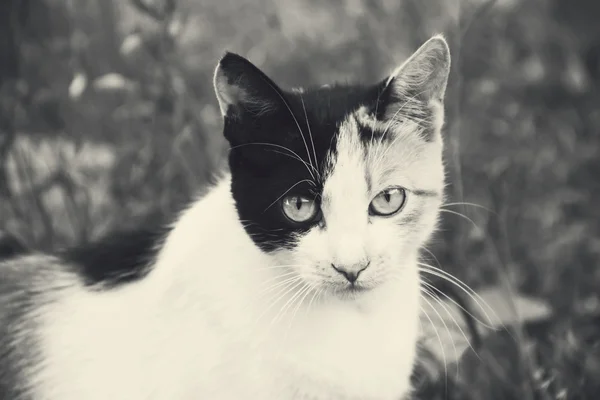 Gatto bianco e nero — Foto Stock