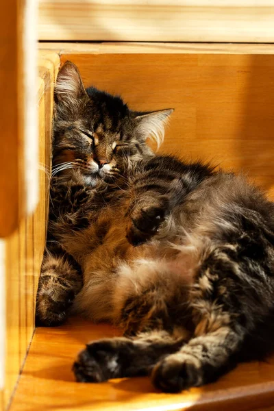 Uyuyan Çizgili Kedi Içeride Kedi Yavrusu Fotoğraf — Stok fotoğraf