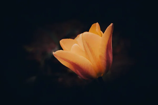 Tulipe sur un fond sombre gros plan. Une photo. macro — Photo