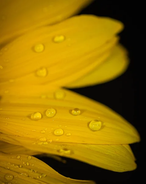 Sunflower in dew drops . macro. Photo — Stock Photo, Image