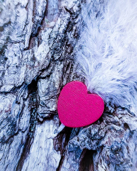 Scarlet heart with a white feather on a tree in winter. Photo — Stock Photo, Image