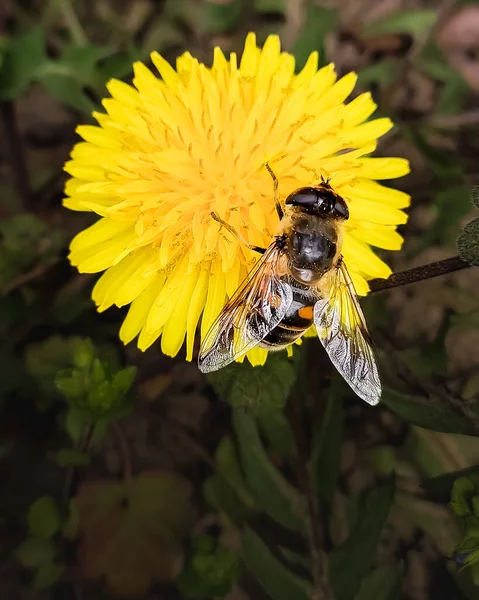 Пчела Жёлтом Одуванчике Собирает Нектар Весной Макро Фотография — стоковое фото