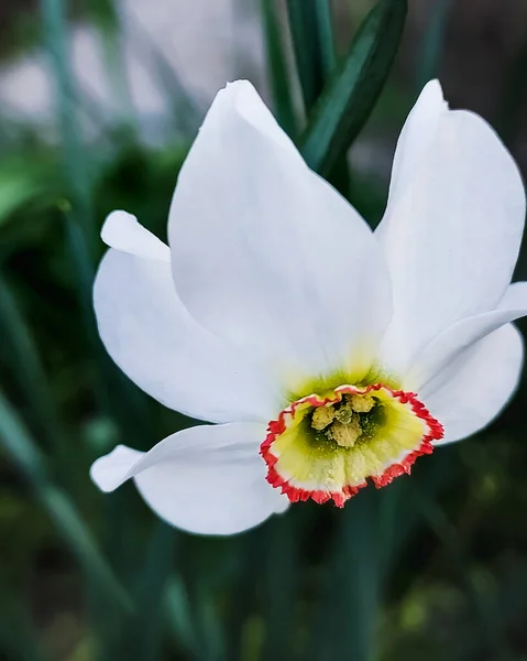Weiße Narzissenblüte Aus Nächster Nähe Makro Ein Foto Hochwertiges Foto — Stockfoto
