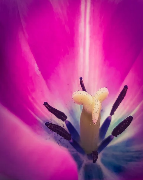 Centre Une Tulipe Lilas Avec Pistil Étamines Contexte Macro Une — Photo