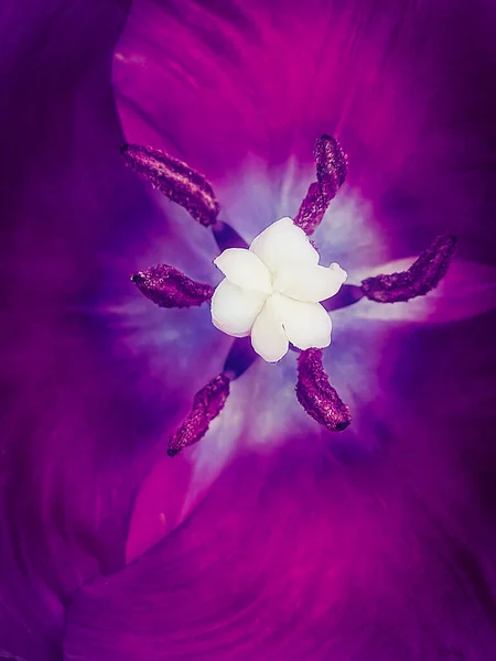 Centre Une Tulipe Violette Avec Pistil Étamines Contexte Macro Une — Photo