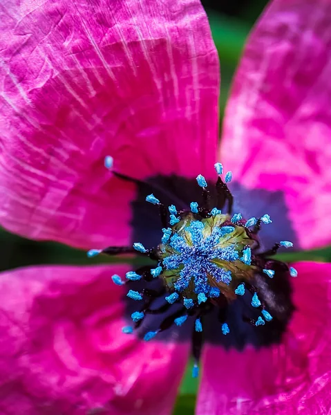 红色罂粟和蓝色雄蕊的中间 一张照片 高质量的照片 — 图库照片