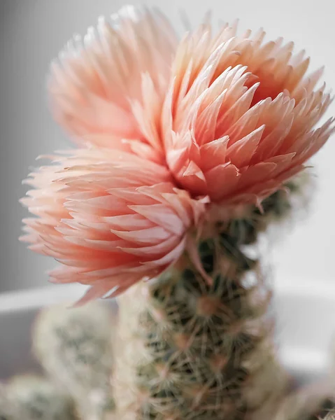 Cactus Con Fiore Rosa Macro Una Foto Foto Alta Qualità — Foto Stock