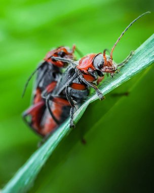 Çimlerin üzerinde kabuk eşinin üzerinde siyah lekeler olan bir çift kırmızı böcek. Yüksek kalite fotoğraf