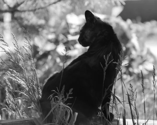 Pisica Neagra Domestica Sau Ratacita Sta Grosimile Iarba Fotografie Negru — Fotografie, imagine de stoc