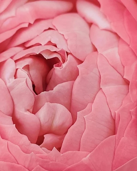 Macro Bourgeon Rose Corail Frais Fond Floral Une Photo Photo — Photo