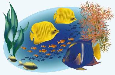 tropikal balıklar, vektör çizim ile deniz yaşamı