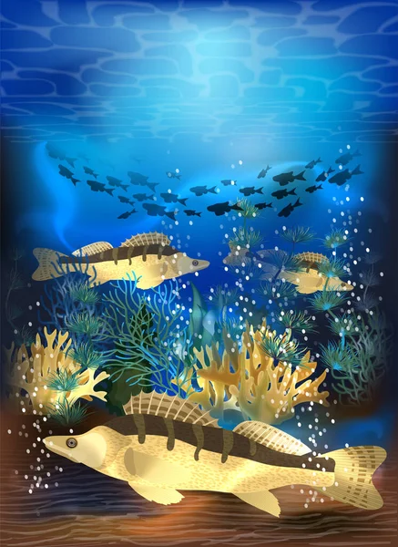 Podwodna Karta Białym Jesiotrem Ryb Ilustracja Wektor — Wektor stockowy