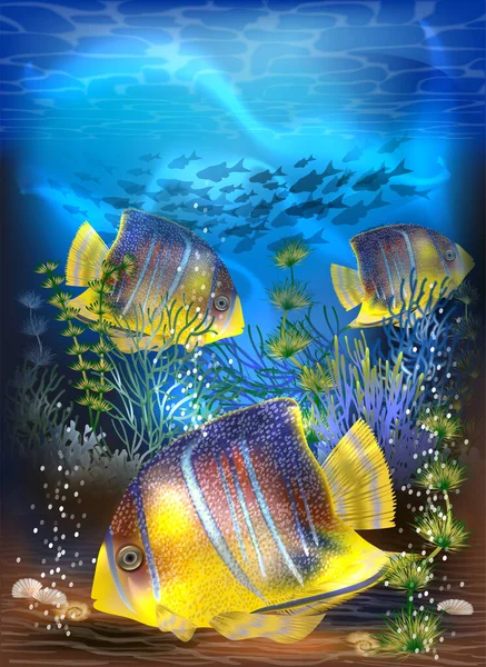 Juvenile Queen Angelfish Vektör Illüstrasyonlu Sualtı Tropikal Kartı — Stok Vektör