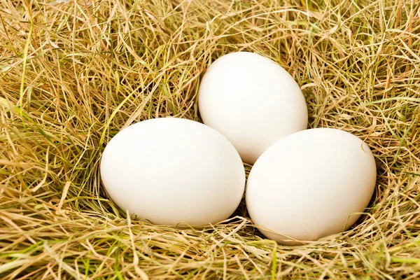 Eieren in het nest — Stockfoto