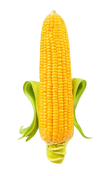 Одна кукуруза — стоковое фото